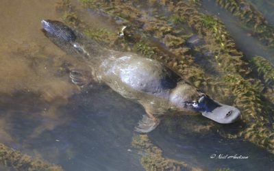Platypus spotting in Maleny, where and when to see them along Obi Obi Creek.